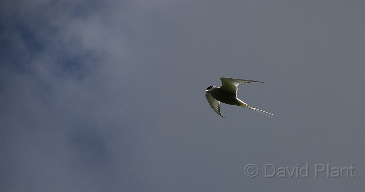 Arctic tern in flight - A.JPG - Arctic tern in flight - Shetland Islands